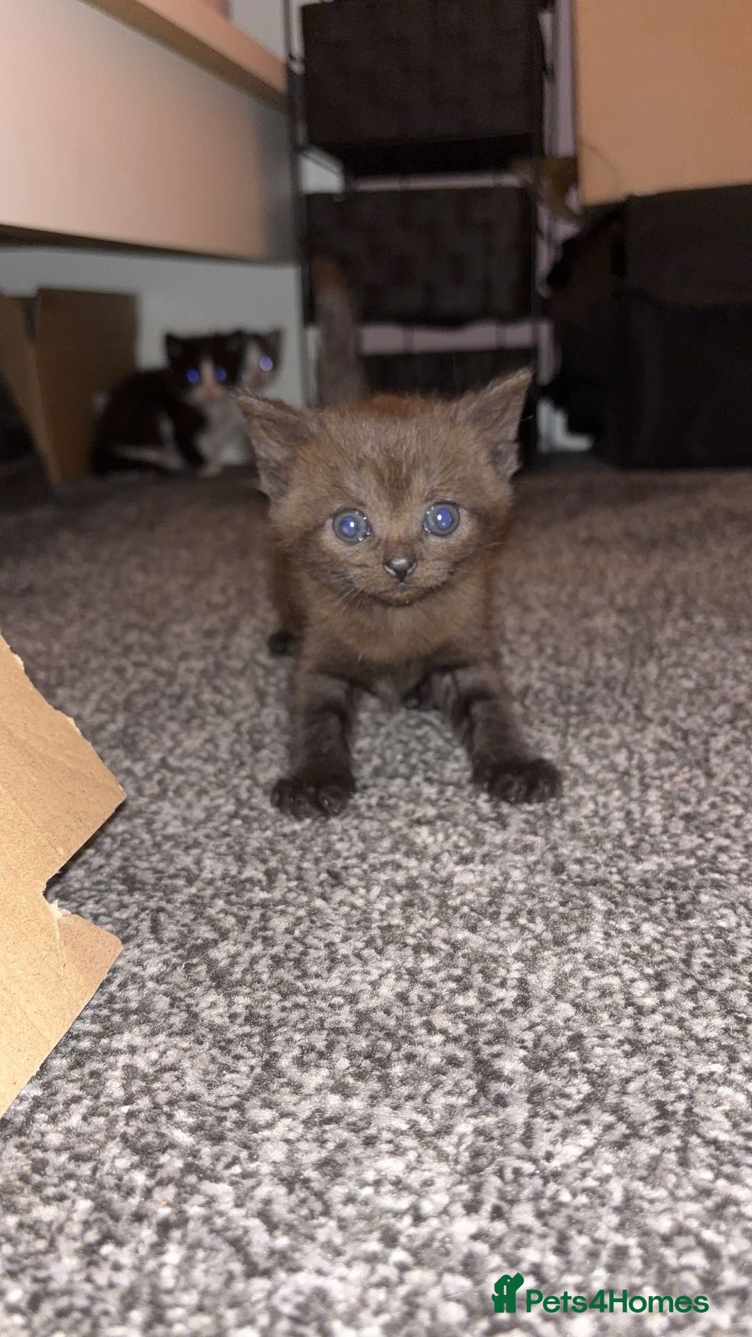 Mixed Breed cats for sale: Mixed breed kittens  - Advert 9