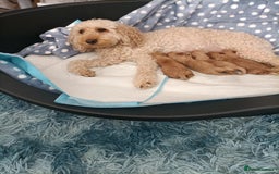 Cockapoo dogs for sale: Cockapoo puppies  - Image 6