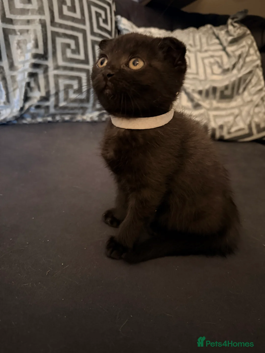 Scottish Fold cats for sale: 5 Scottish Folds for sale - Advert 7