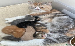 Exotic cats for sale: Exotic pedigree kittens  - Image 28