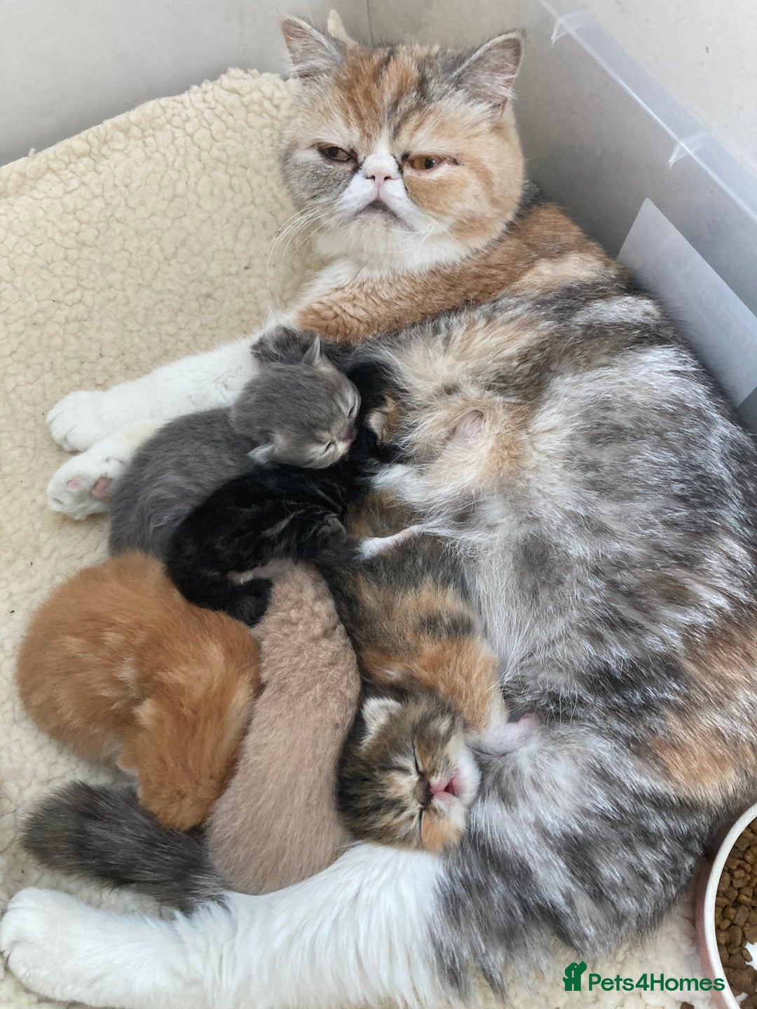 Exotic cats for sale: Exotic pedigree kittens  - Image 28