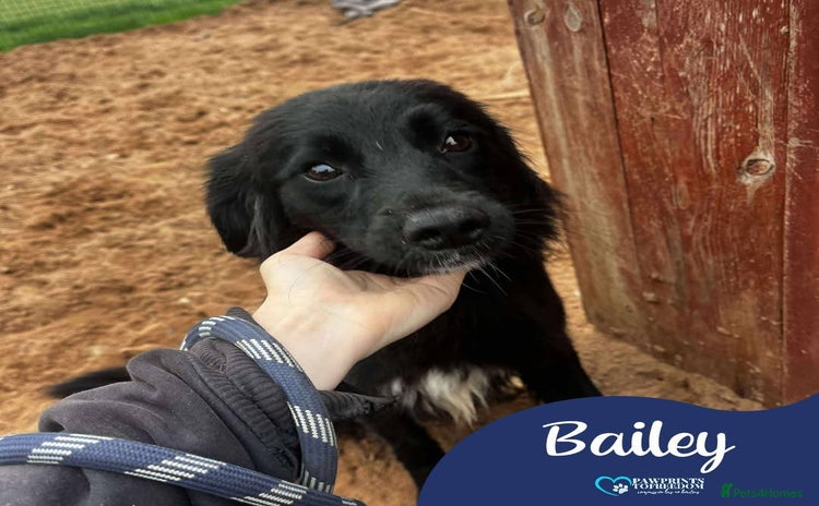 Mixed Breed dogs - Advert 1