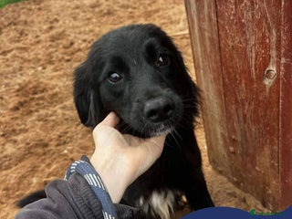 Mixed Breed dogs - Advert 28
