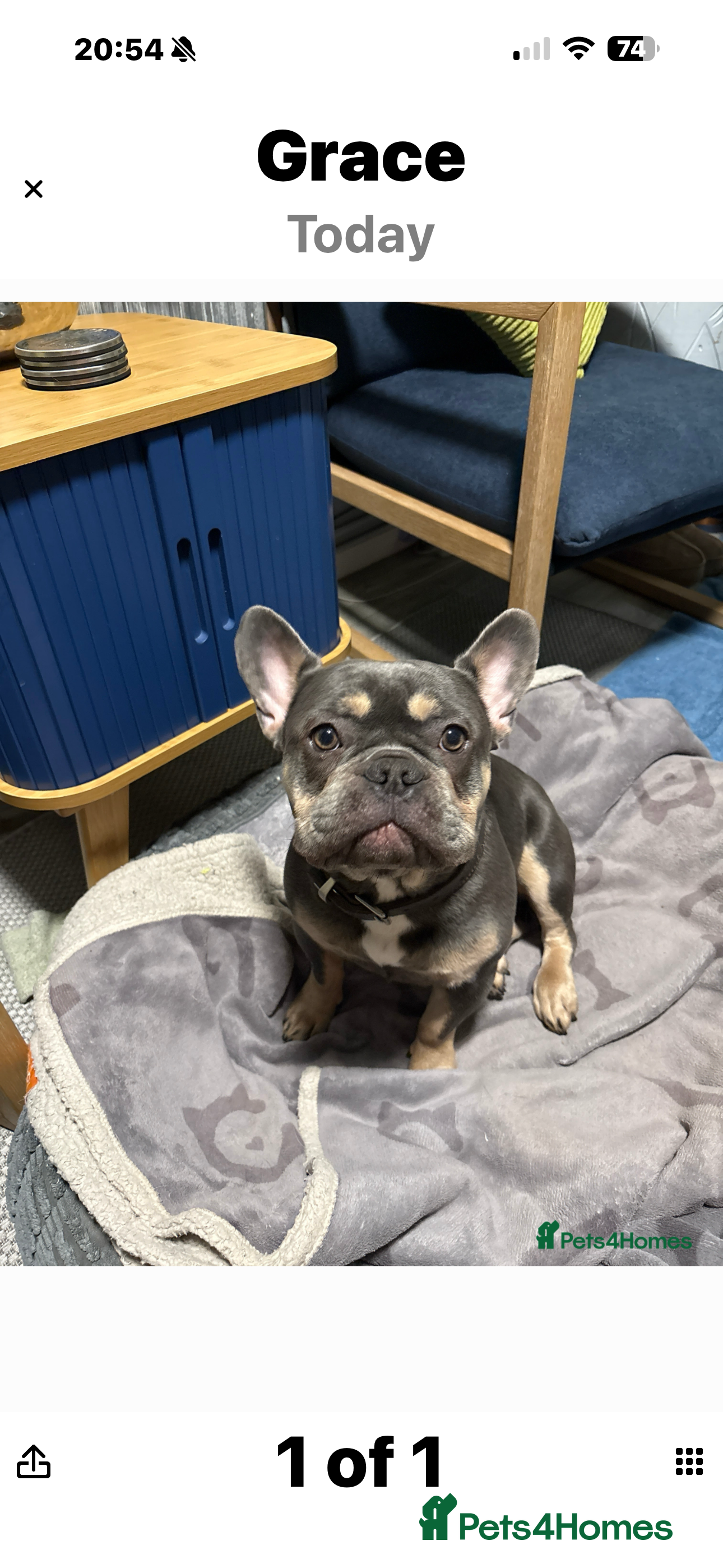 French Bulldog dogs French bulldog lilac tan 10 months old - Advert 2