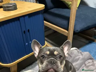 French Bulldog dogs French bulldog lilac tan 10 months old - Advert 2