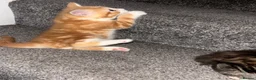 Mixed Breed cats for sale: Kittens in Enfield - Advert 5
