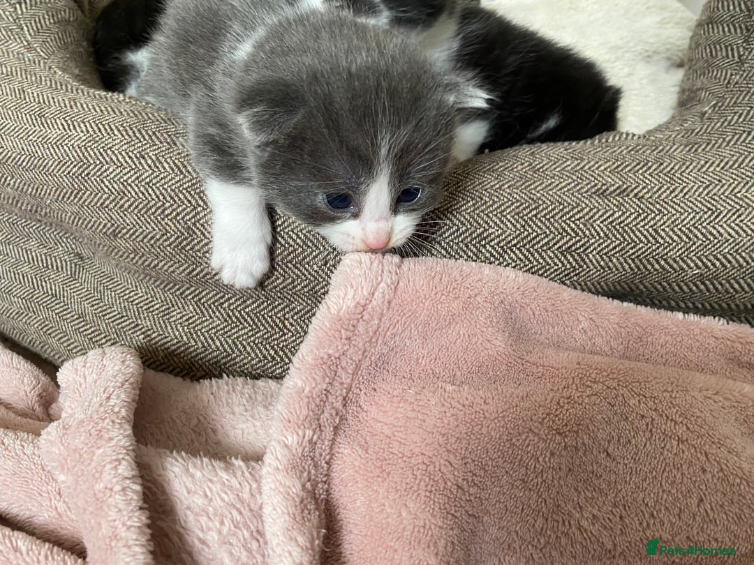 Mixed Breed cats for sale: beautiful kittens - Image 38