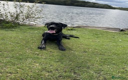 Labrador Retriever dogs for sale:  KC registered male Black Labrador  - Image 5
