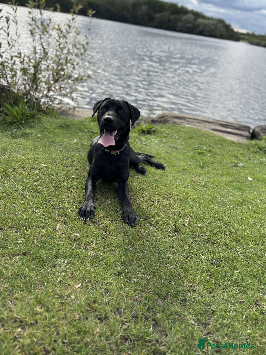 Labrador Retriever dogs for sale:  KC registered male Black Labrador  - Image 5
