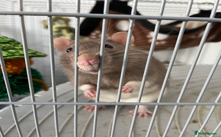 Rat rodents - Advert 2