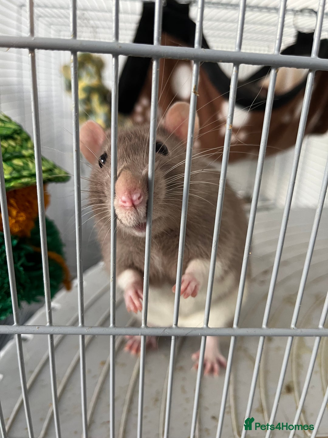 Rat rodents for sale: Two 6 months old male rats - Image 1
