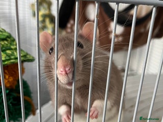 Rat rodents - Advert 18