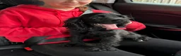 American Cocker Spaniel dogs for sale: American cocker spaniel  - Advert 4