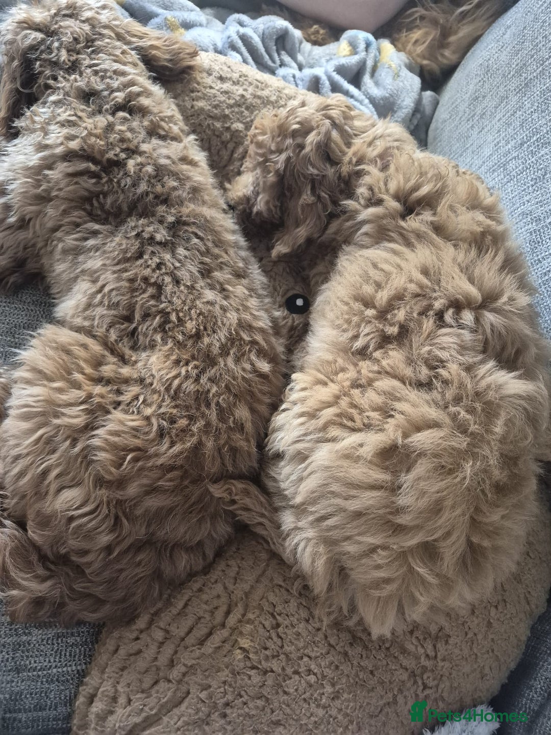Cockapoo dogs for sale: 15 week old female Cockapoo - rehoming - Image 9