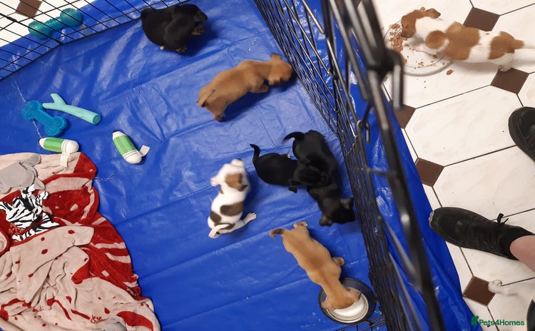 Mixed Breed dogs - Advert 11