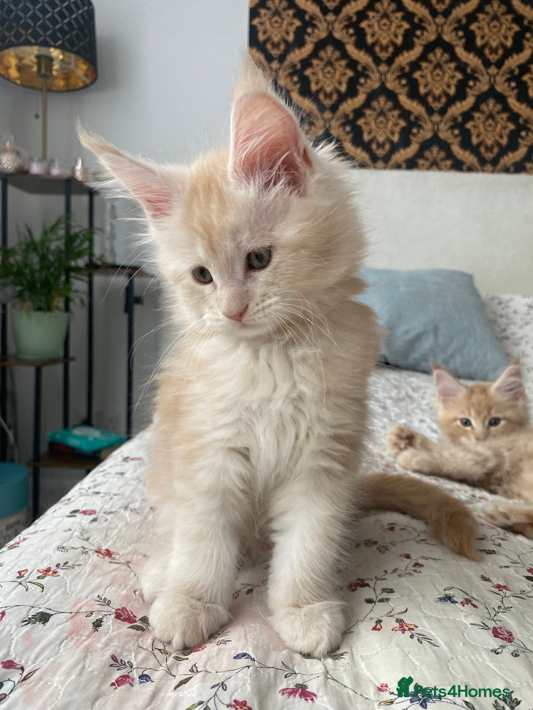 Maine Coon cats for sale: Maine coon kittens Russian/big - Advert 25