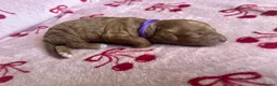 Cavapoo dogs for sale: Cavapoo puppies  - Advert 16