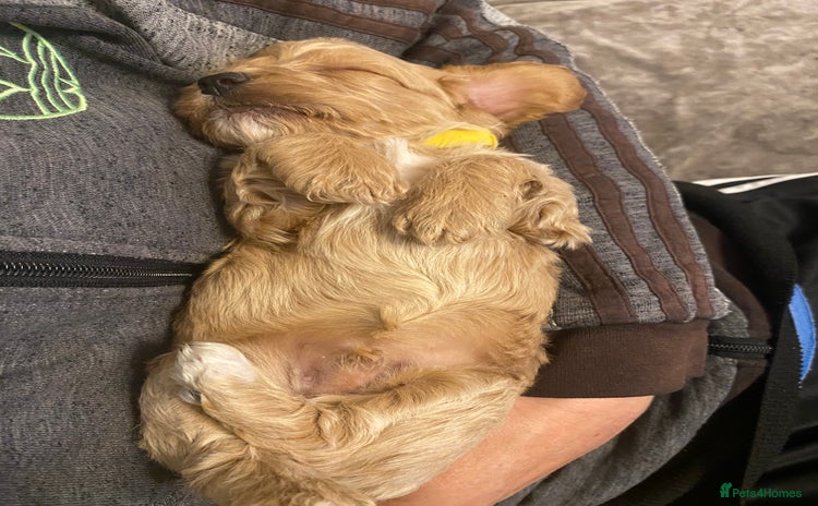 Cockapoo dogs Beautiful Cockerpoo puppys - Advert 8