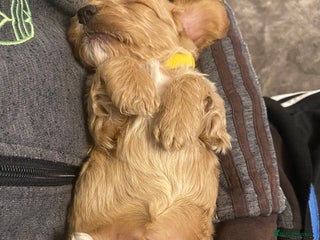 Cockapoo dogs Beautiful Cockerpoo puppys - Advert 5