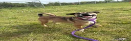 Mixed Breed dogs for adoption: Lizzie - Norwich Norfolk  - Advert 2