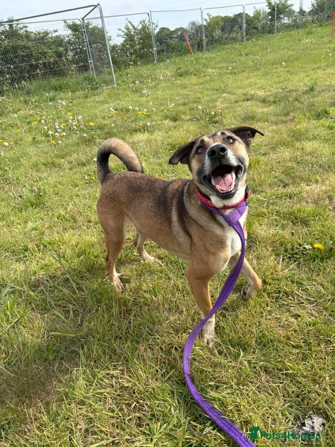 Mixed Breed dogs for adoption: Lizzie - Norwich Norfolk  - Advert 2