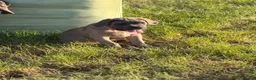 Cane Corso dogs for sale: Cane corso pups  - Advert 2