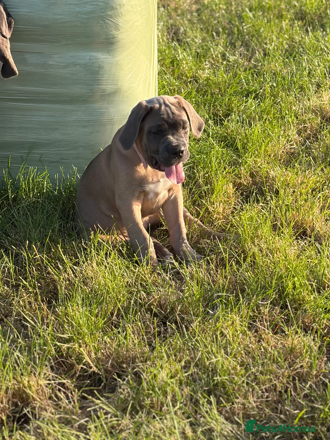 Cane Corso dogs for sale: Cane corso pups  - Advert 2