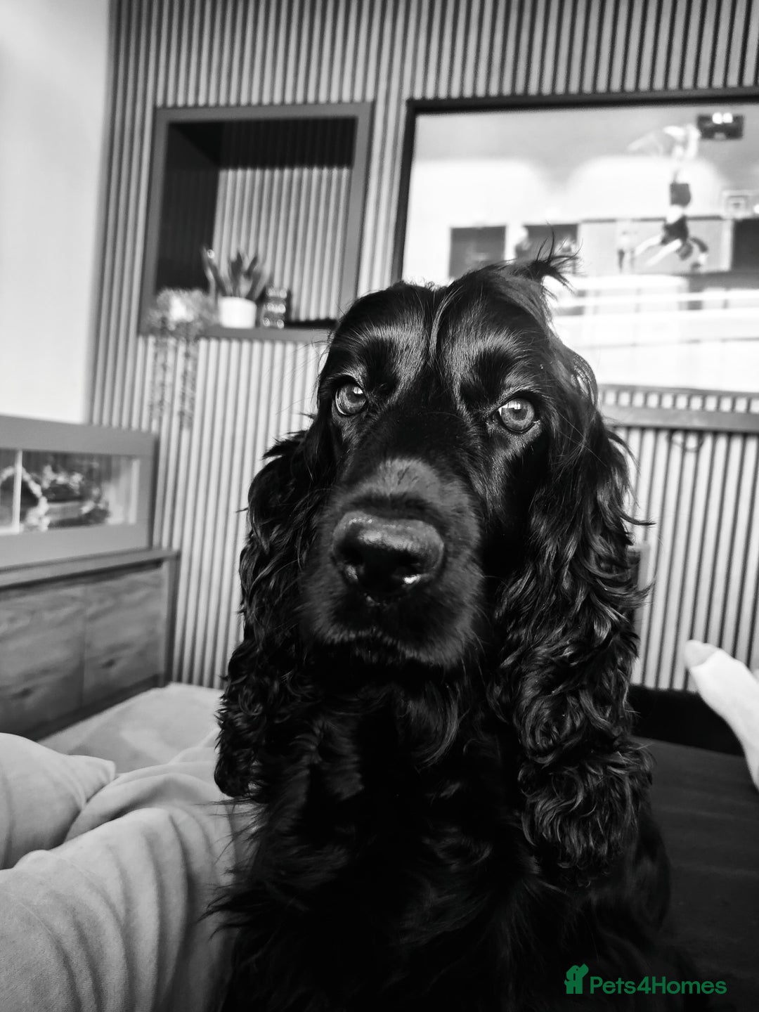 Cocker Spaniel dogs for sale: 1 boy show type cocker spaniel puppy left!!! - Advert 2