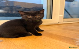 British Shorthair cats for sale: Only 2 girls left ready to go BBSH - Image 9