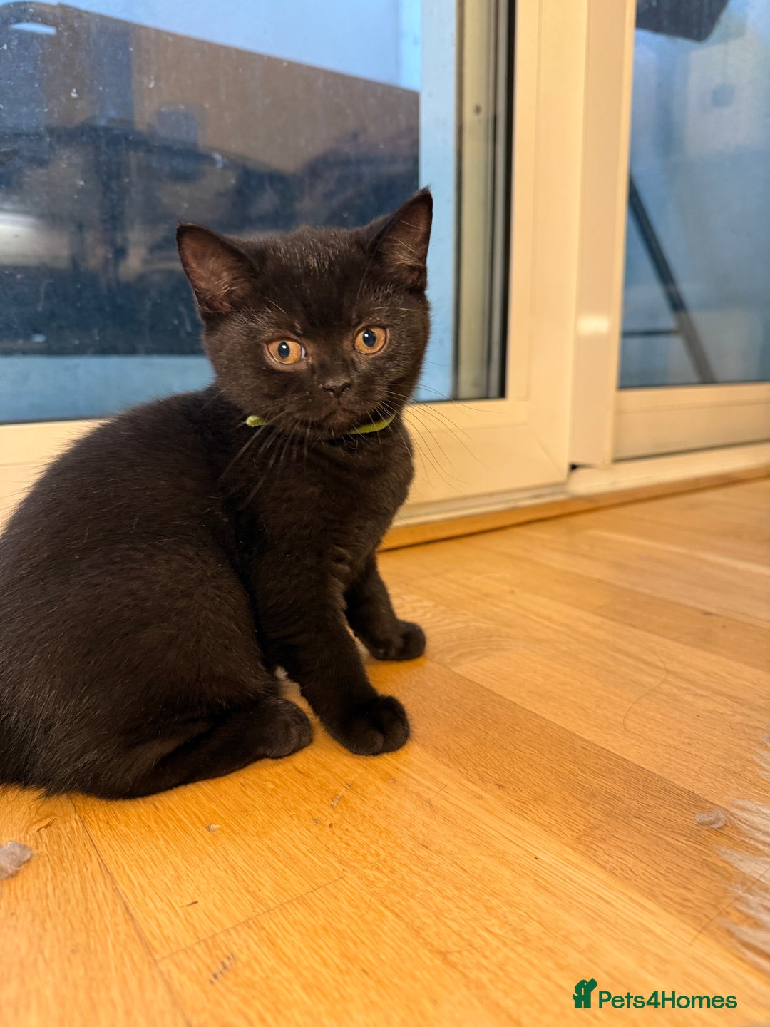 British Shorthair cats for sale: Only 2 girls left ready to go BBSH - Image 9