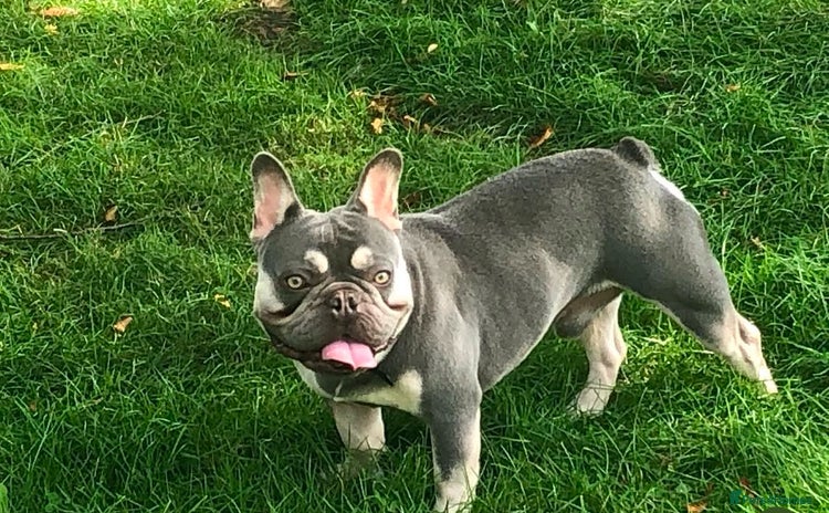 French Bulldog dogs - Advert 12