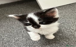 Mixed Breed cats for sale: 4 adorable male Siberian mix kittens 🐾 - Image 9