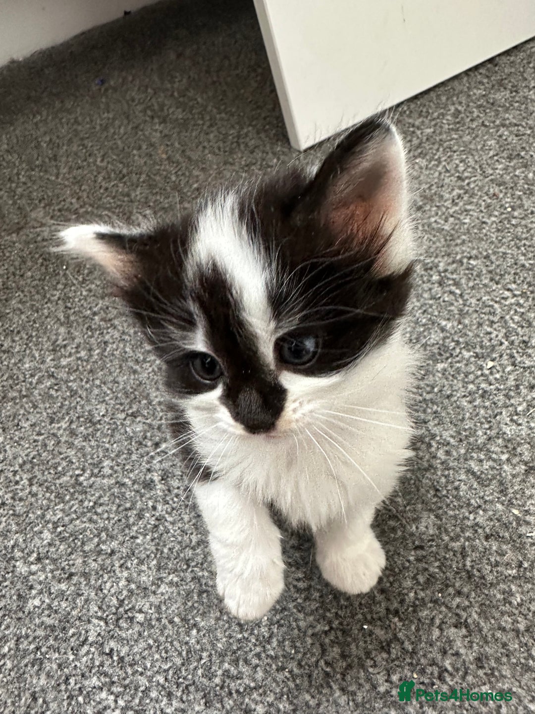 Mixed Breed cats for sale: 4 adorable male Siberian mix kittens 🐾 - Image 9