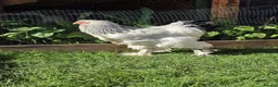 Mixed Breed birds for sale: Buff Cochin  - Advert 7