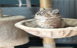 Ragdoll cats for sale: 2 Stunning 3/4 Ragdoll boys available now - Image 4