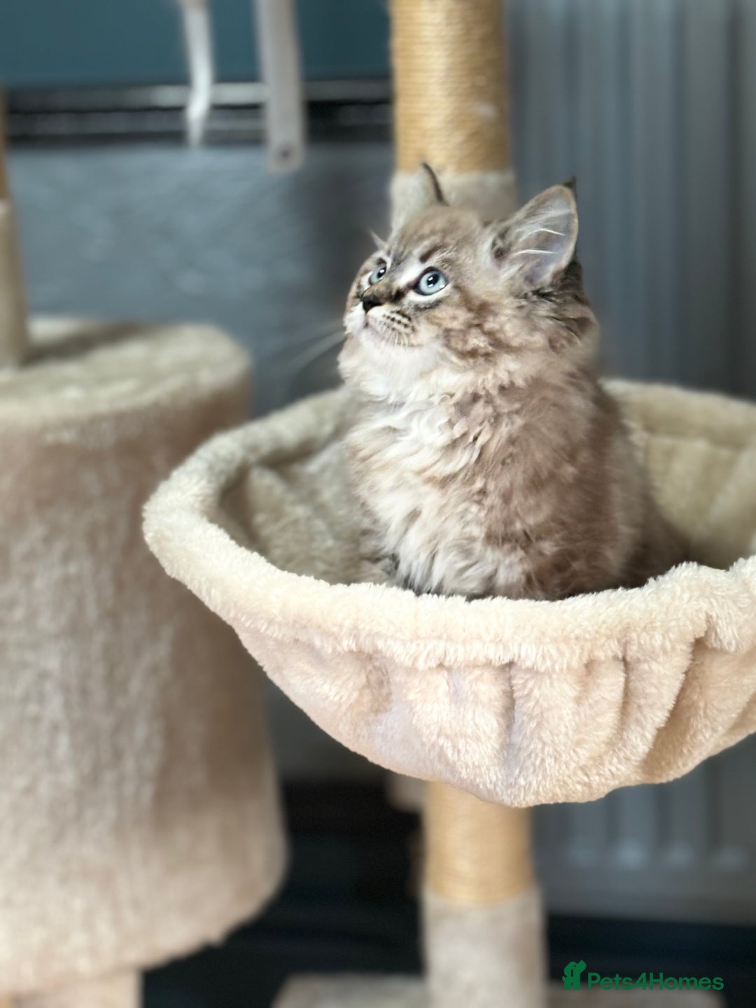 Ragdoll cats for sale: 2 Stunning 3/4 Ragdoll boys available now - Image 4