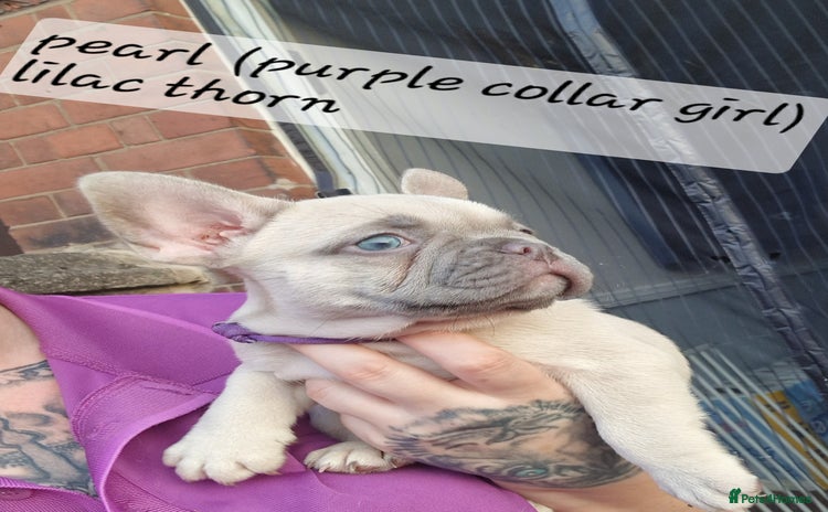 French Bulldog dogs - Advert 10