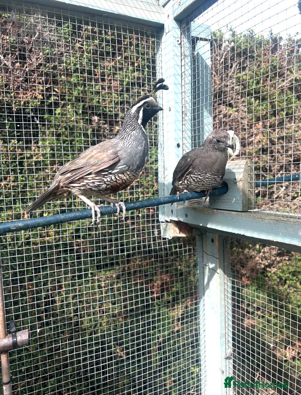 Quail poultry for sale: California quail hatching eggs and coturnix quail  - Advert 4