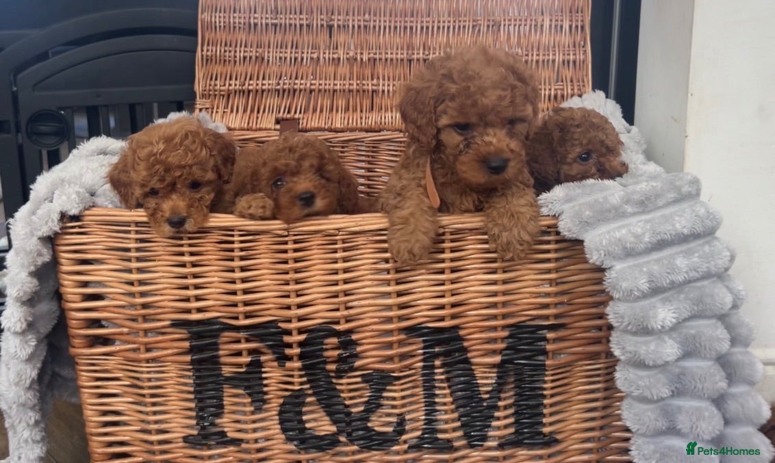 Cavapoo dogs Ready to leave Deep red curly toy Cavapoos 🐾 - Advert 1