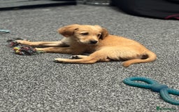 Golden Retriever dogs for sale: Last Stunning Male Pup Health Tested Parents  - Image 32