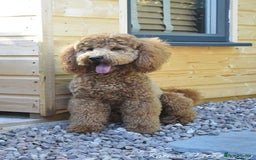 Cockapoo dogs for stud: Stunning proven KC reg Red Miniature Poodle in Cannock - Image 6