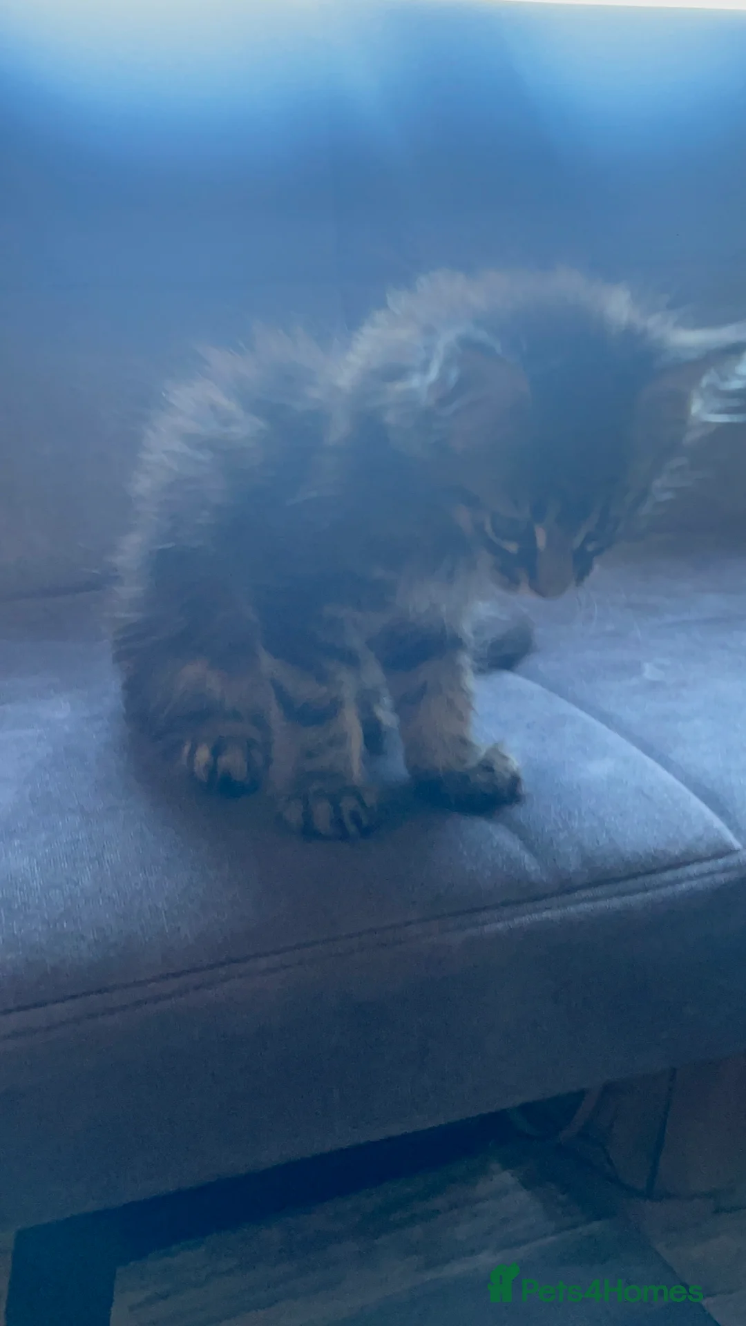 Maine Coon cats for sale: 3 Maine Coon for sale - Advert 1