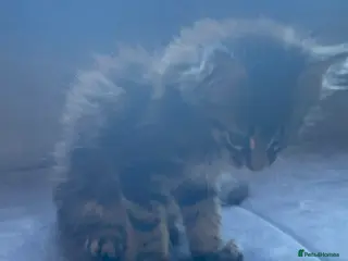 Maine Coon cats 3 Maine Coon for sale - Advert 1