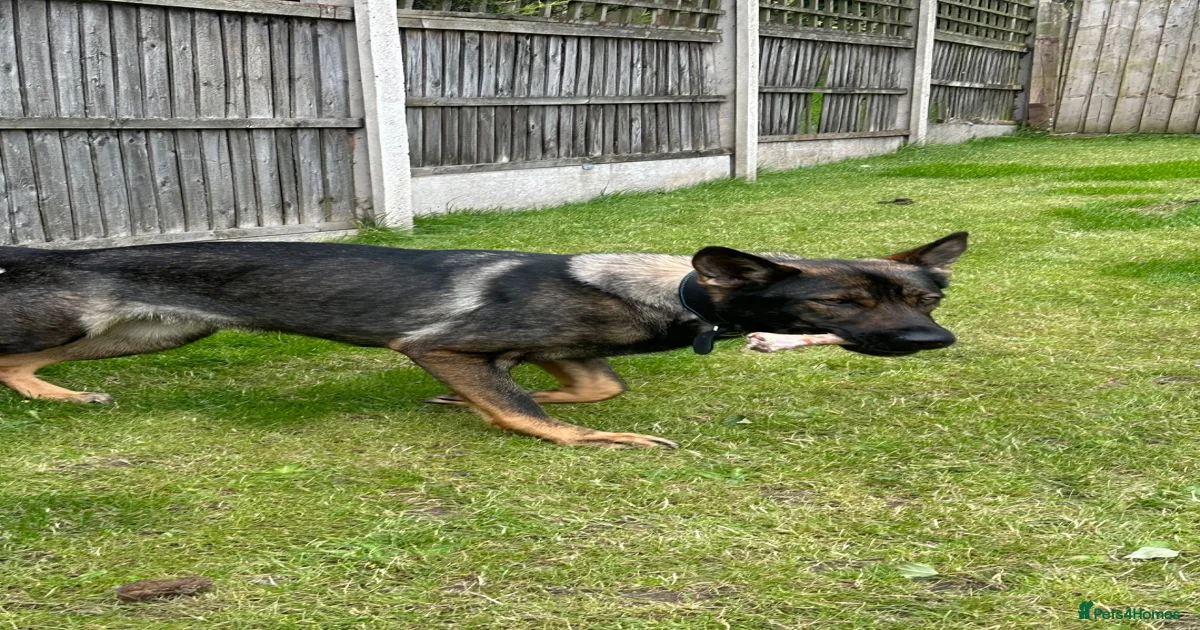 German shepherd for sale in Mansfield | Pets4Homes