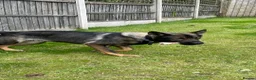German Shepherd dogs for sale: German shepherd  in Mansfield - Advert 1