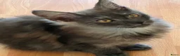 Maine Coon cats for sale: Silver Tabby & Blue Smoke Maine Coon Girls  - Advert 4