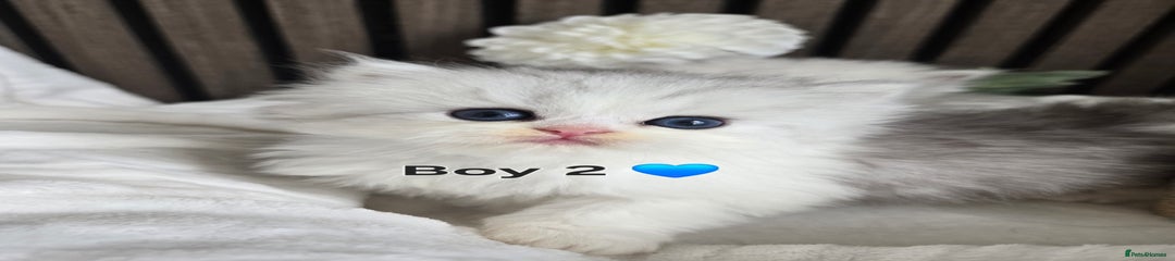 Boy 2