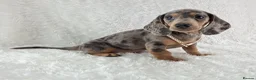 Miniature Dachshund dogs for sale: Stunning Miniature Dachshund Puppies  - Advert 25