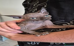 Sphynx cats for sale: Silver elf and black little babies - Image 18
