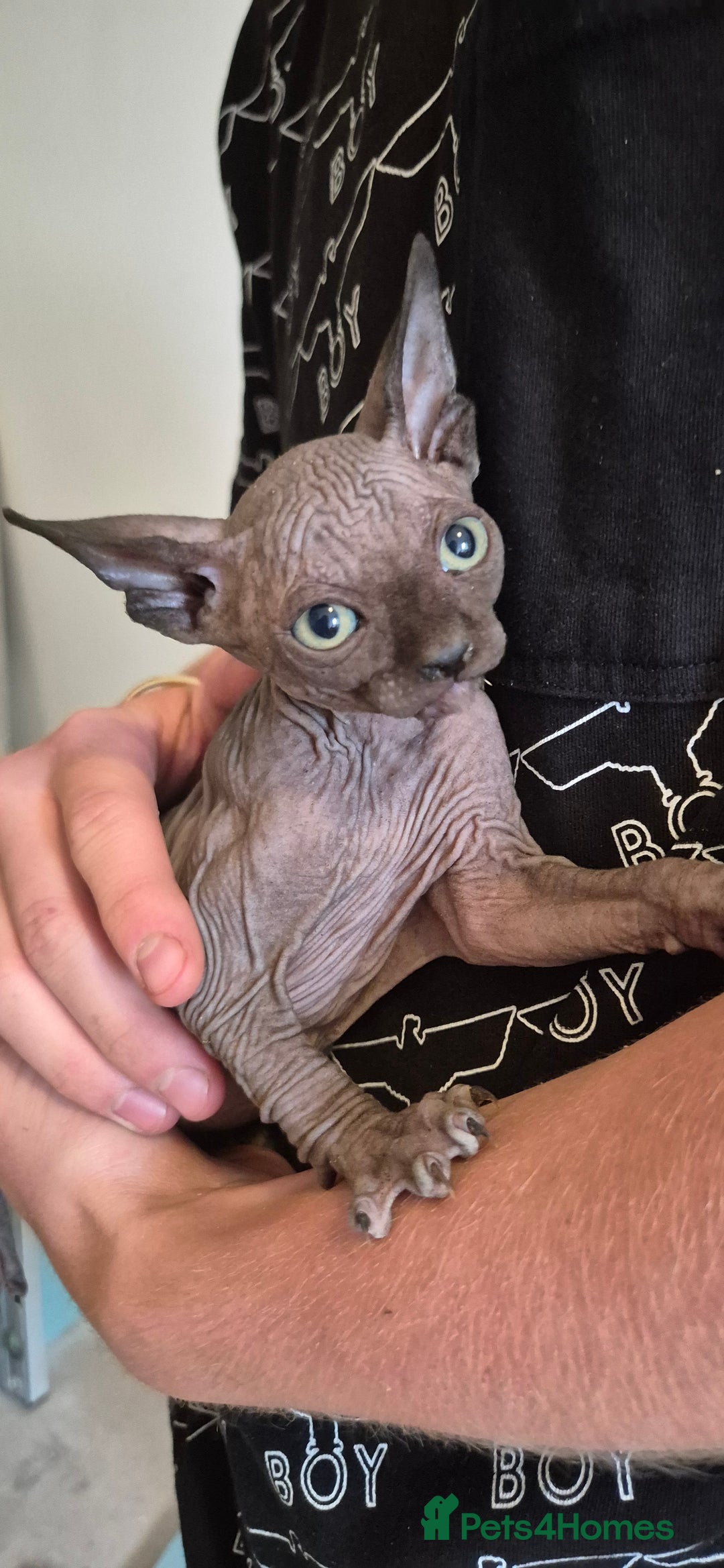 Sphynx cats for sale: Silver elf and black little babies - Image 18